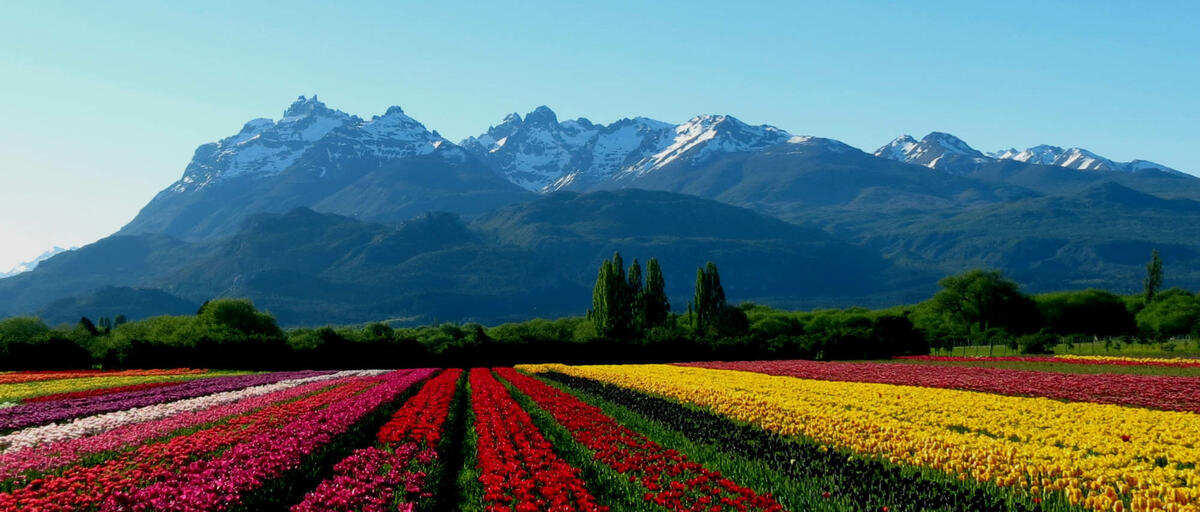 TULIPANES, EL BOLSÓN Y MUCHO MÁS !!! 