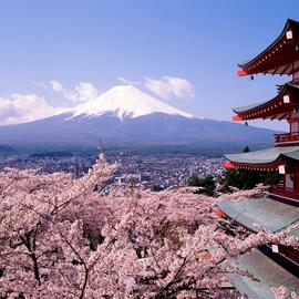 JAPON “COLORES DEL SAKURA” 2025