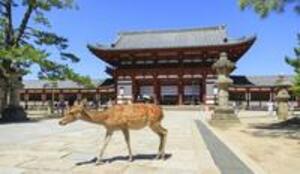 DÍA 8 - KYOTO|TOUR DE UN DÍA A NARA|KIOTO- 9 DE ABRIL